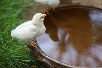 The baby Silkie is eatting water
