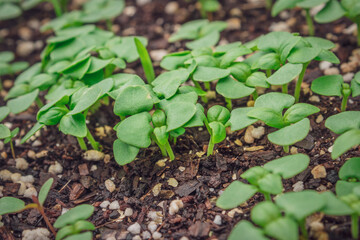 Green seedlings growing in the early morning, Cape Town, South Africa
