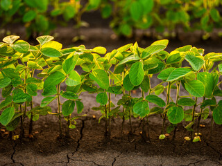 Green soybean plants at agricultural farm field