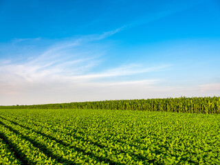 View of soybean farm agricultural field against sky