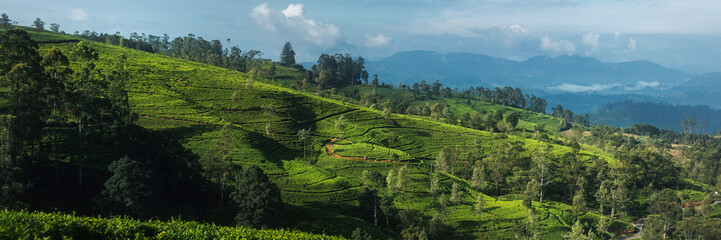Panorama of gorgeous green tea plantation in up country near Nuwara Eliya, Sri Lanka. High quality photo. Landscape of green tea field for background and banner. 