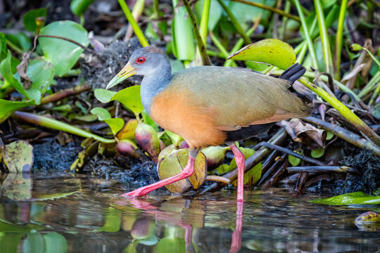 A grey-necked wood rail walking in stealth mode along the edge of the river looking for a fish.