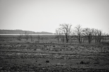 Tree in black and white in the reeds on the darss. dramatic sky by the sea . Landscape