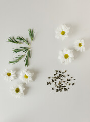 Layout of flowers, rosemary and tea leaves on a gray background. Background for the product. Flatlay.