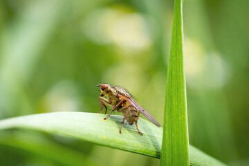 Jeune mouche sur une feuille verte