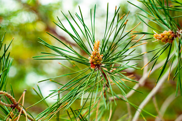 Naklejka na ściany i meble a pine branch in close-up with young pine buds and cones.