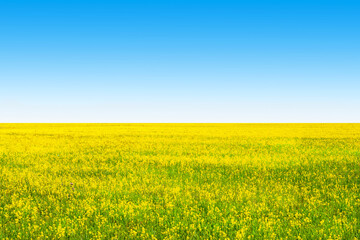 Obraz premium Yellow field rapeseed and clear blue sky