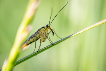 Insecte au long nez dans les herbes