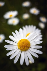Obraz premium Marguerite dans les champs