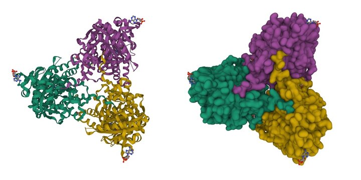 Structure of human soluble adenylyl cyclase with adenosine-cyclic-monophosphate. 3D cartoon and Gaussian surface models, PDB 3clt, chain instance color scheme, white background