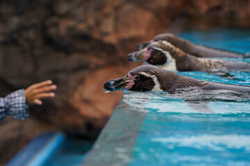 水族館のペンギンと子供の手
