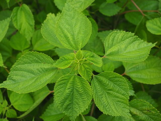 Fresh green hydrangea leaves