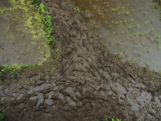 Mud footpath between rice fields