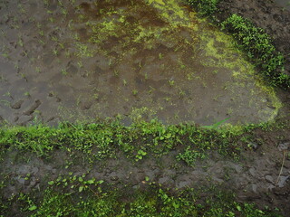 Mud footpath between rice fields
