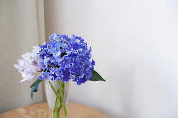 Beautiful Hydrangea flowers in glass vase on wooden table in the room. Beautiful indoor image photo of early summer.