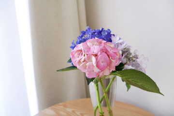 Beautiful Hydrangea flowers in glass vase on wooden table in the room. Beautiful indoor image photo of early summer.