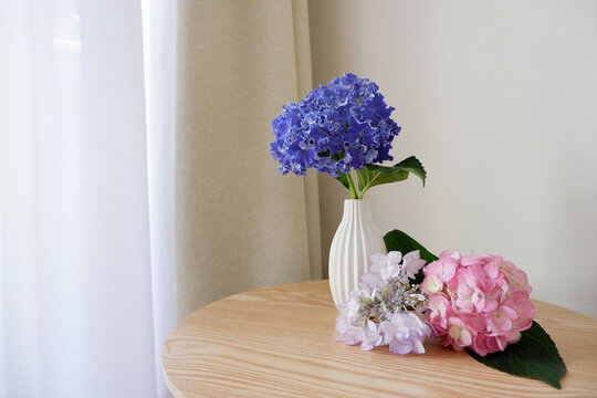 Beautiful Hydrangea flowers in white vase on wooden table beside of window. Beautiful indoor image photo of early summer.