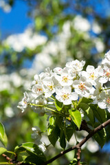 Blooming branches of a pear tree against a blue sky background close-up.. A spring tree blooms with white petals in a garden or park	