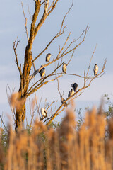 Black-crowned Night Herons sittings on the dry tree