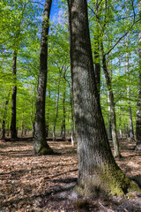 Green oak forest in spring time