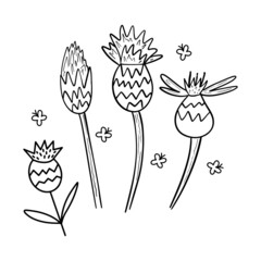 botanical vector illustration, cornflower graphic design, minimalistic art, black and white style, line art