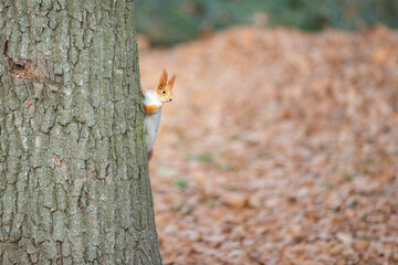 A red squirrel peeks out from behind a tree trunk.