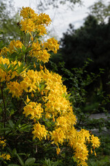 Naklejka premium Rhododendron Luteum Sweet Flowers In Bloom