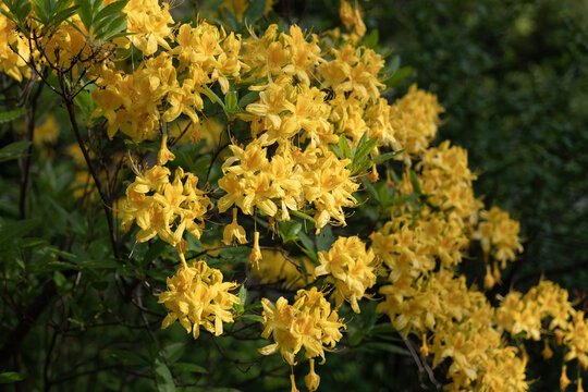Rhododendron Luteum Sweet Yellow Flowers
