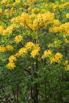 Rhododendron Luteum Sweet Flowers