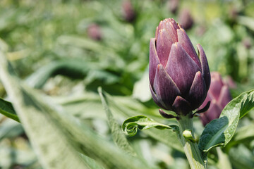Organic artichoke in greenhouse on sunny day