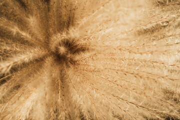 Aesthetic beige fluffy pampas grass, reeds plant. Minimalist Parisian vibes flower. Sunlight shadows