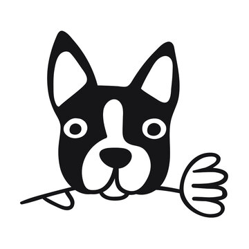 Face of Boston terrier with flower. Vector hand drawn illustration on white background.