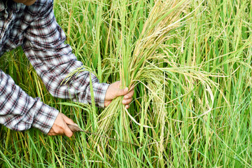 Portrait of asian elderly senior female farmer holds sickle, sits in the middle rice paddy field and harvesting, soft and selective focus.