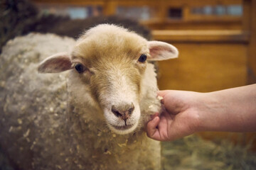 Portrait of a young sheep looking straight into the camera