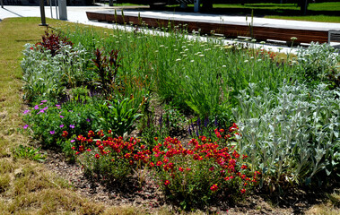 The dainty, finely-cut foliage adds texture and interesting contrast to surrounding perennials. With the ever-expanding color choices on the market, Coreopsis can be used in just about any garden 