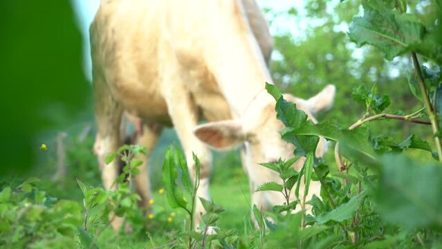 dairy and beef cows grazing on pasture. images of simmental and charolais cows eating grass