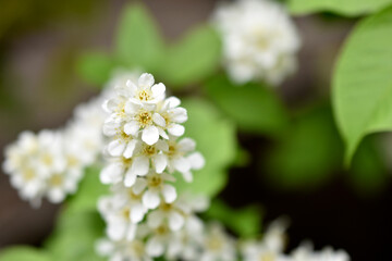 Obraz na płótnie Canvas White flowers of the common chrem prúnus pádus or Bird cherry raceme