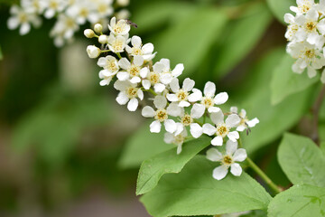 White flowers of the common chrem prúnus pádus or Bird cherry raceme