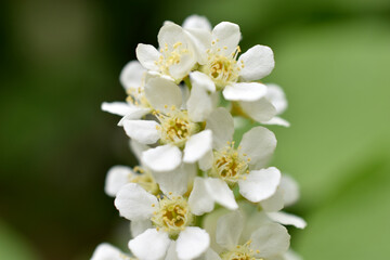 White flowers of the common chrem prúnus pádus or Bird cherry raceme