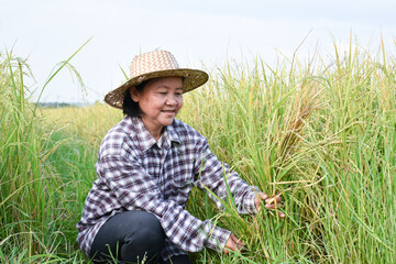 Portrait of asian elderly senior female farmer holds sickle, sits in the middle rice paddy field and harvesting, soft and selective focus.