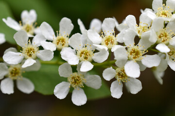 Fototapeta na wymiar White flowers of the common chrem prúnus pádus or Bird cherry raceme