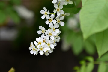 White flowers of the common chrem pr&uacute;nus p&aacute;dus or Bird cherry raceme
