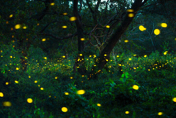 Add noise, film grain and add motion blur, selective focus. Firefly flying in the forest. Fireflies...