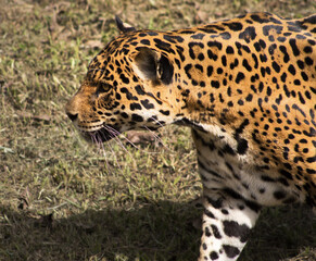 Leopardo a la luz del dia  © Anthony
