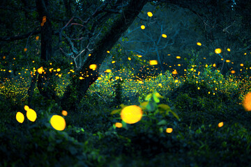 Add noise, film grain and add motion blur, selective focus. Firefly flying in the forest. Fireflies...