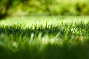 Beautiful nature background. Fresh grass scene and dew in morning time.