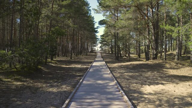 A wooden path made of boards leads through the forest into the dunes in spring. Coniferous trees in the sand dunes of the Baltic. The trail goes into perspective on the yellow beach. The wind shakes t