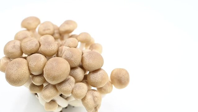 Shimeji Japanese mushrooms spinning in the background