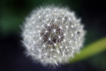 Macro photography of plants in sunny spring day.