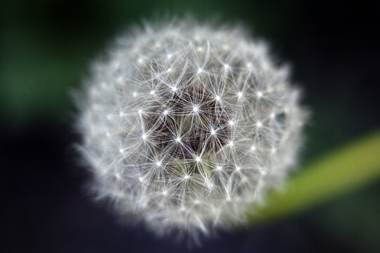 Macro photography of plants in sunny spring day.